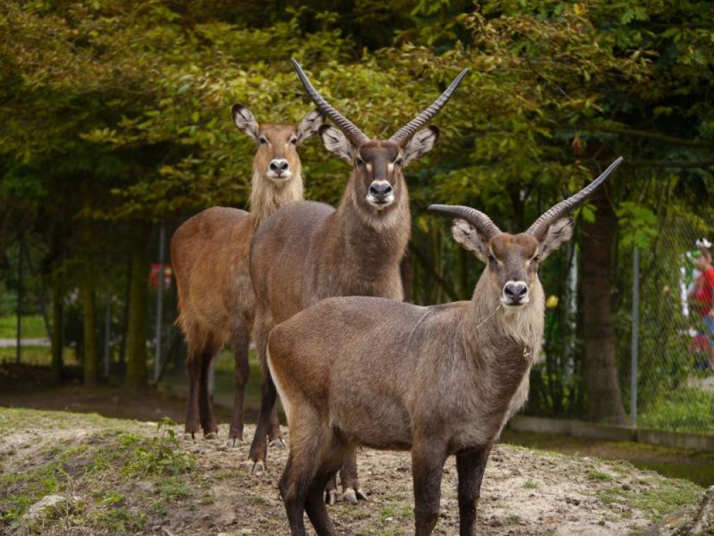 Do tej pory w naszym ogrodzie przebywały: samiec i trzy samice, foto: archiwum ZOO