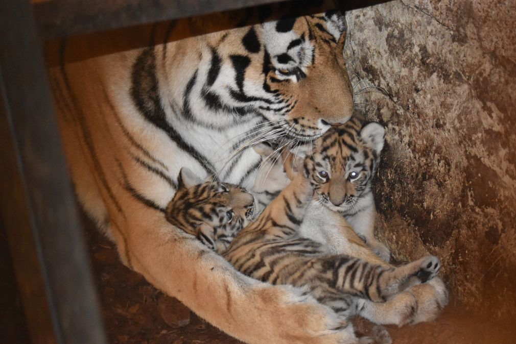 foto: ZOO Zamość