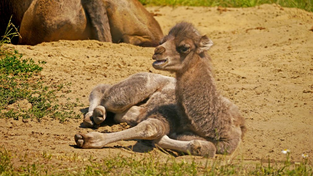 Nowy mieszkaniec zamojskiego zoo, fot. Łukasz Sułowski (materiał nadesłany)