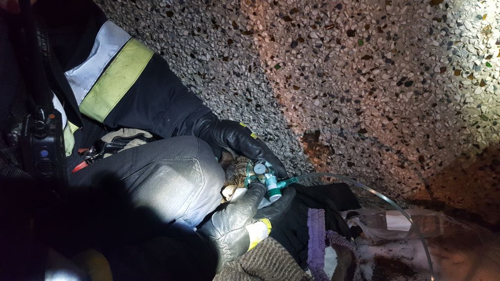 Strażacy podali kotu tlen, foto: PSP Zamość