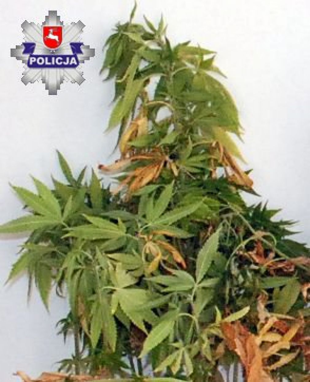 Narkotyczne rośliny rosły w przydomowej szklarni, foto: Policja