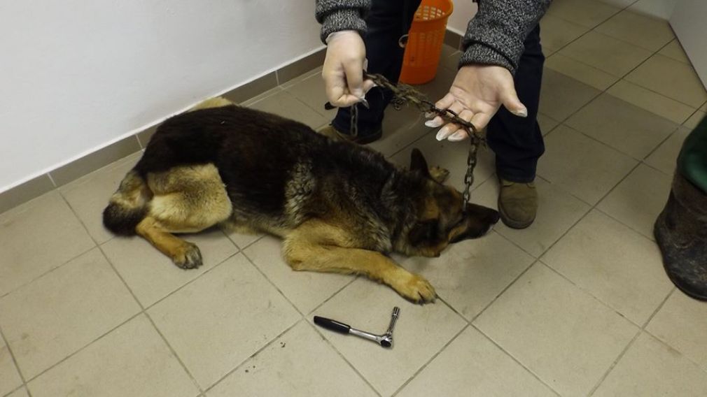 Owczarek miał łańcuch wrośnięty w kark, foto: Schronisko dla zwierząt w Zamościu