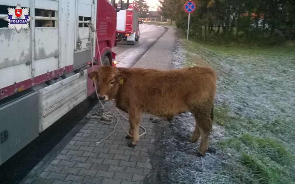 Żadne ze zwierząt nie ucierpiało, foto: Policja