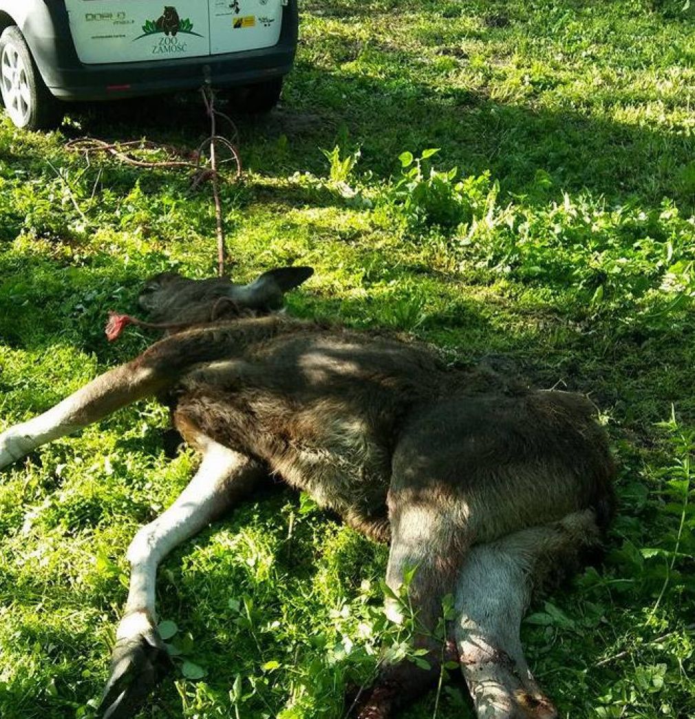 Kierujący mazdą potrącił zwierzę na ul. Sadowej, foto: materiał nadesłany