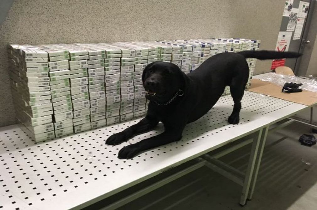 Kontrabandę wywąchał labrador o imieniu Ajron, foto: materiał nadesłany