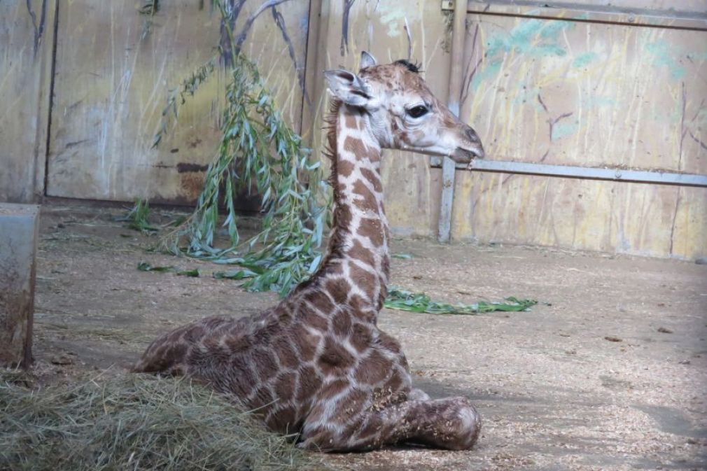 foto: ZOO Zamość