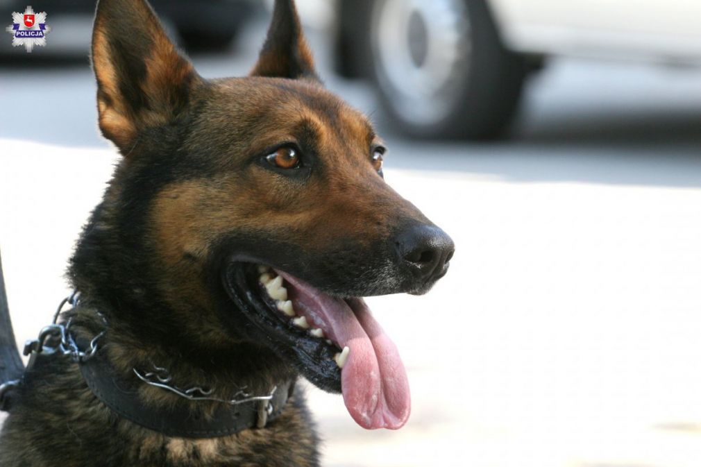 Funkcjonariusze przypominają, że posiadanie psa wiąże się z obowiązkami, foto: Policja