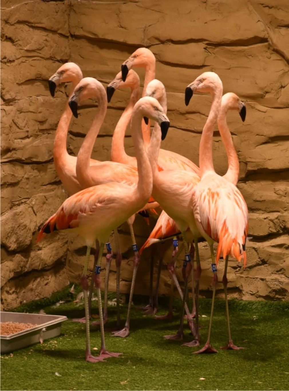 foto: ZOO Zamość