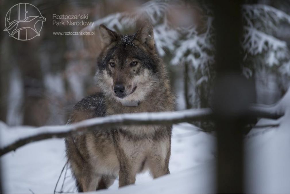 Wilk z założoną obrożą, foto: Paweł Marczakowski ,źródło: http://roztoczanskipn.pl