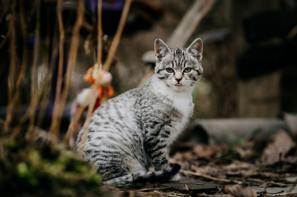 foto: archiwum