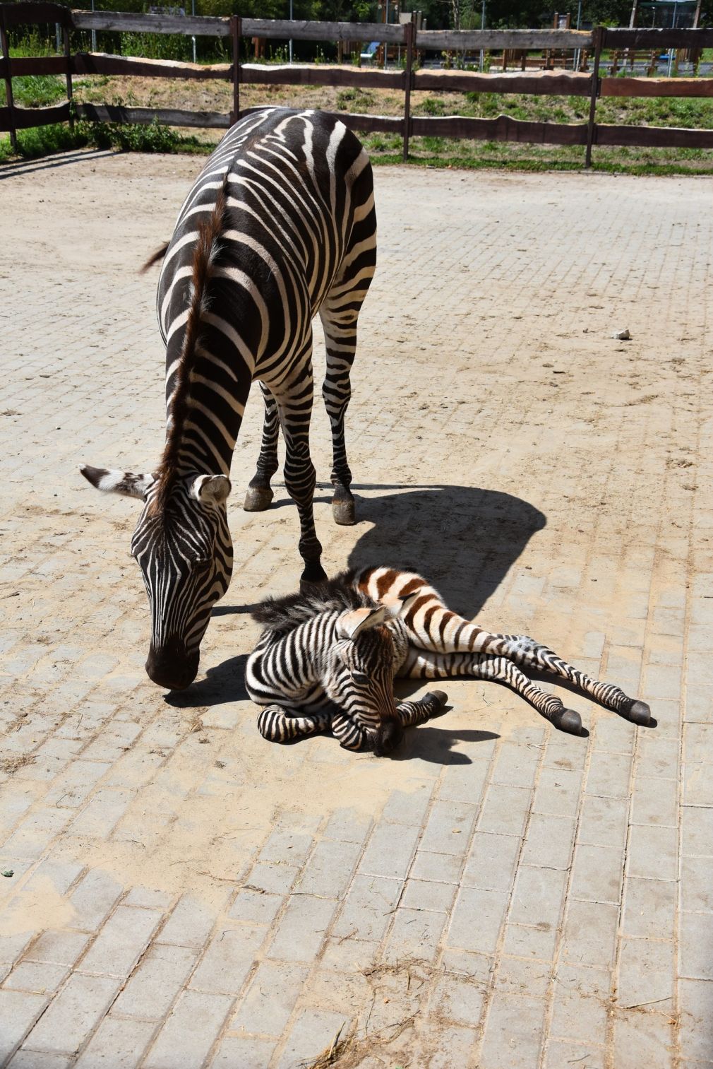 foto: zoo Zamość