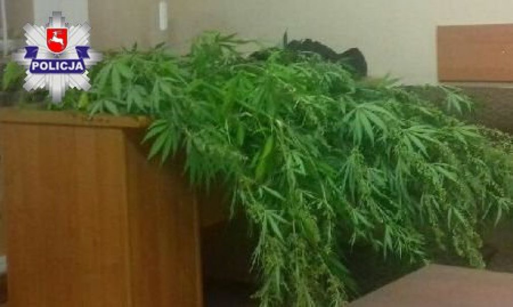 Krzaki konopi innej niż włókniste rosły pomiędzy innymi warzywami, foto: Policja
