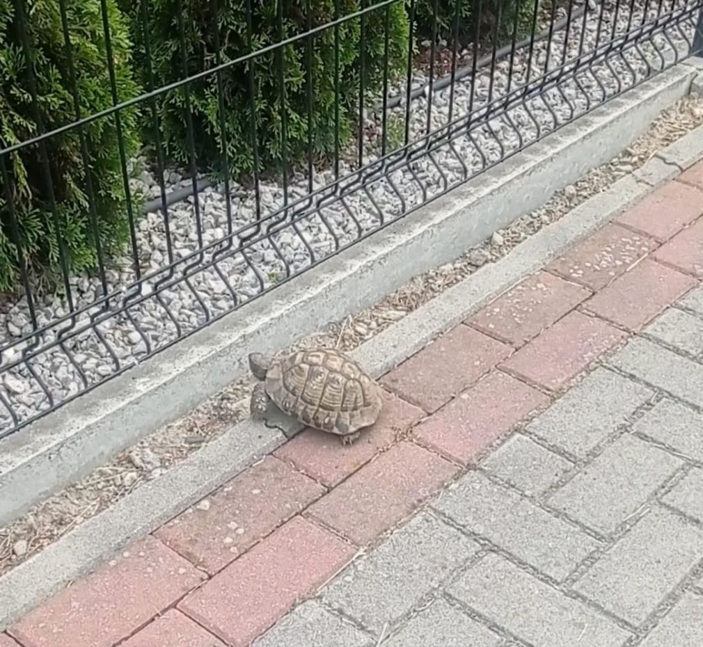 foto: Policja